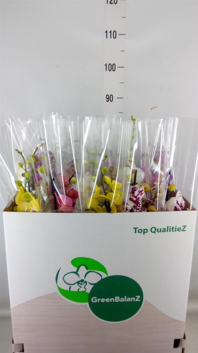 <h4>Phalaenopsis ...mix</h4>