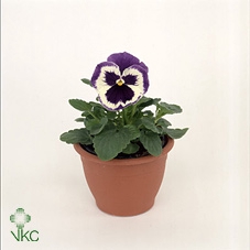 Viool F1 wit / paarse vlag p9