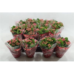 Paarse Mini Kalanchoe