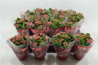 Roze Mini Kalanchoe