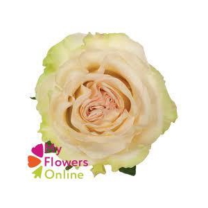 R Gr Dynamic White 50cm EC