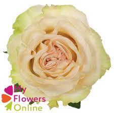 <h4>R Gr Dynamic White 50cm EC</h4>