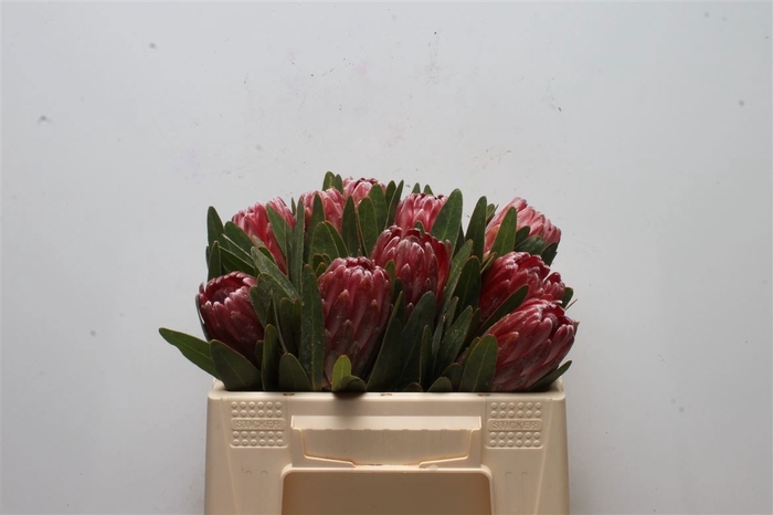 <h4>PROTEA LANCELOT</h4>