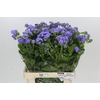 Ageratum Blue Planet