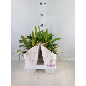 Cattleya   ...