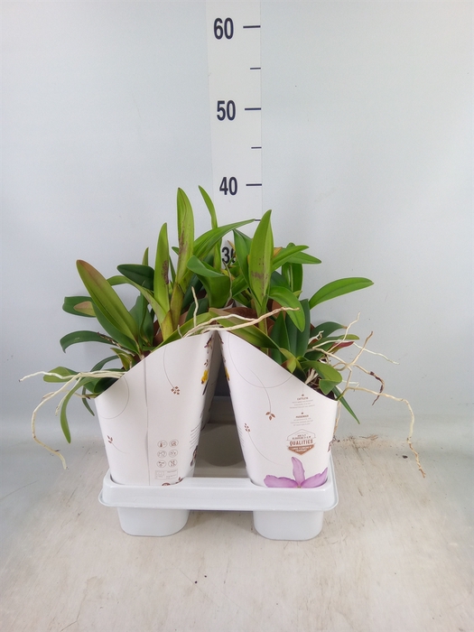<h4>Cattleya   ...</h4>