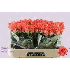 ROSA GR 'SANKARA'