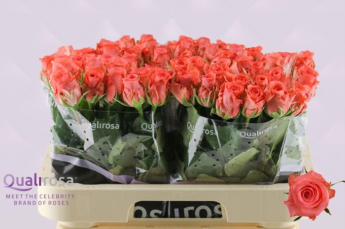 <h4>ROSA GR 'SANKARA'</h4>