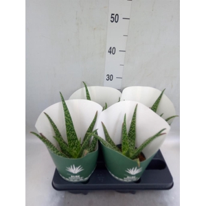 Aloe  'Tropical'