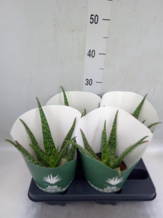 <h4>Aloe  'Tropical'</h4>