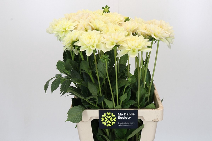 Dahlia Champagne