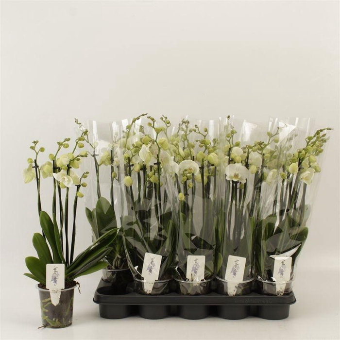 <h4>PHAL AN INVERNESS</h4>