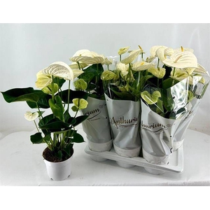 ANTHURIUM WHITE ALPINE 6+ 17