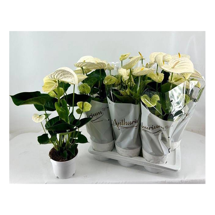 <h4>Anthurium Andreanum Alpine 17Ø 60cm 6fl</h4>