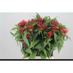 Monarda Red Fountain