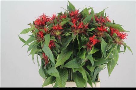 <h4>Monarda Red Fountain</h4>