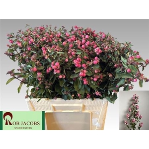 Sympho Mag Ruby Fall