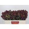 Leucadendron Senorita