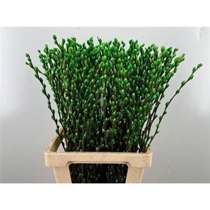 T Salix Sn Fla Klb Groen