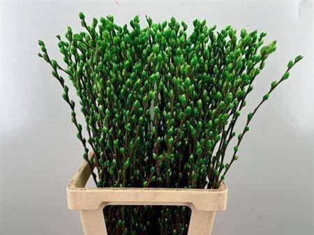 <h4>T Salix Sn Fla Klb Groen</h4>