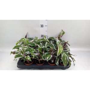 Calathea  'Fusion White'