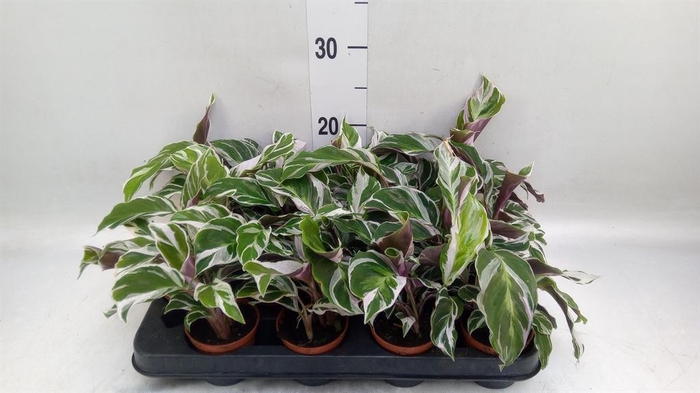 <h4>Calathea  'Fusion White'</h4>