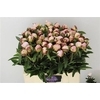 Paeo Gardenia