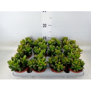 Crassula ovata 'Gandalf'