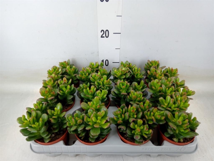<h4>Crassula ovata 'Gandalf'</h4>