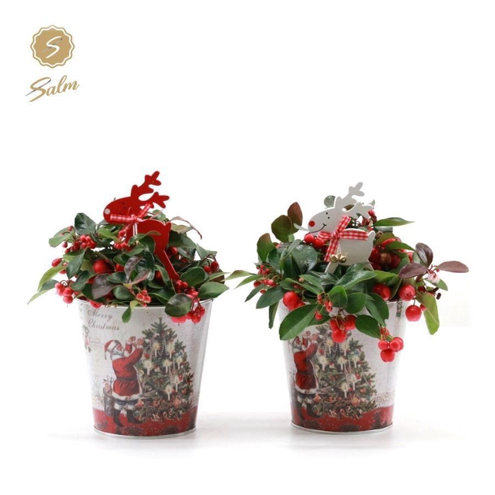 <h4>Gaultheria pr. 'Big Berry'® P10 in Zinc Santa + Reindeer</h4>