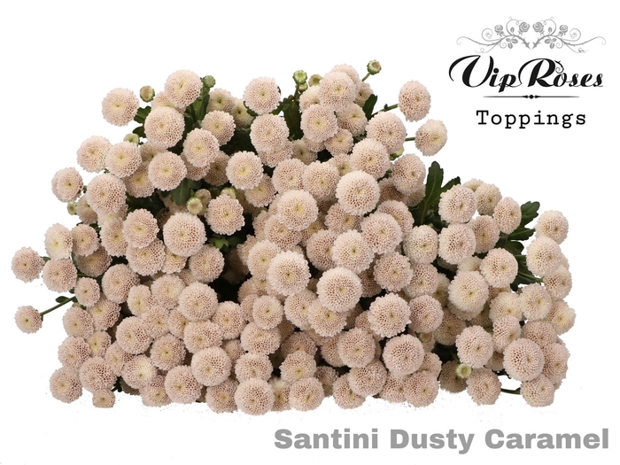 Chr S Vip Dusty Caramel