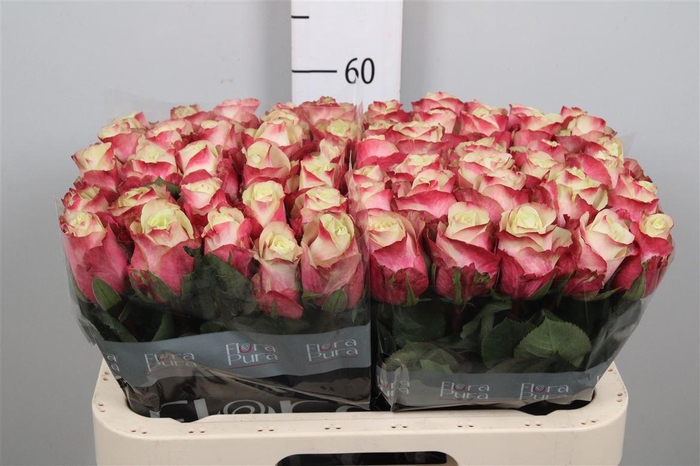 <h4>R Gr Marosa B1</h4>