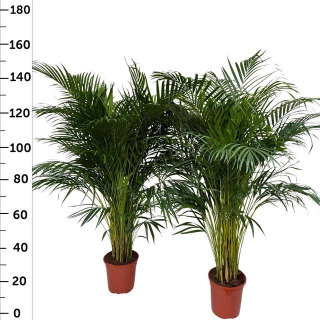 <h4>DYPSIS LUTESCENS</h4>