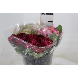ROSA GARDEN VARIADA 040 CM