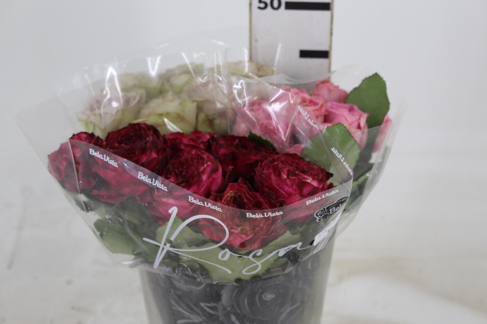 <h4>ROSA GARDEN VARIADA 040 CM</h4>