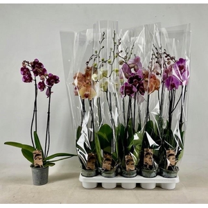 PHAL GEM