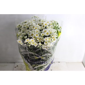 CRISANTEMO BOLA BELGA P20 BRANCO