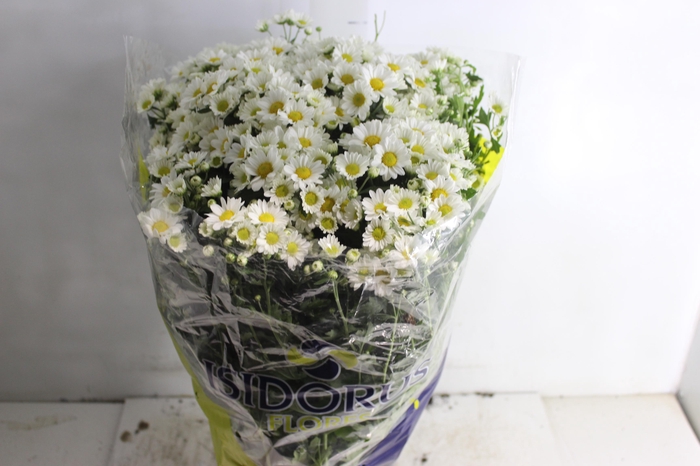 <h4>CRISANTEMO BOLA BELGA P20 BRANCO</h4>