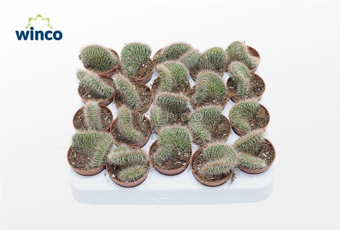 Nictocereus Cristata