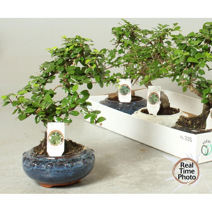 <h4>BONSAI GEM</h4>