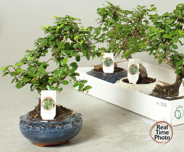 BONSAI GEM