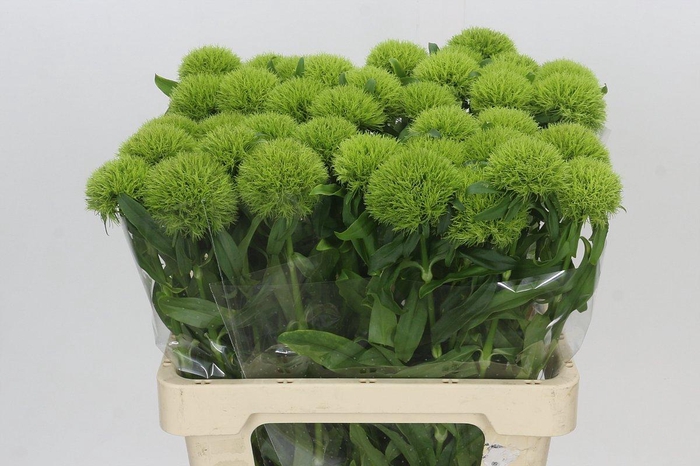 <h4>Dianthus Br Kiwi Mellow</h4>