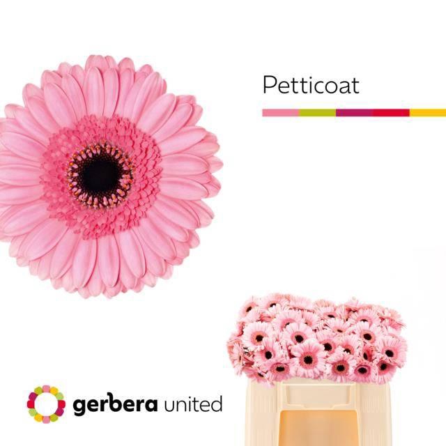 <h4>GE MI PETTICOAT</h4>