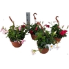 Dipladenia hangpot diverse kleuren