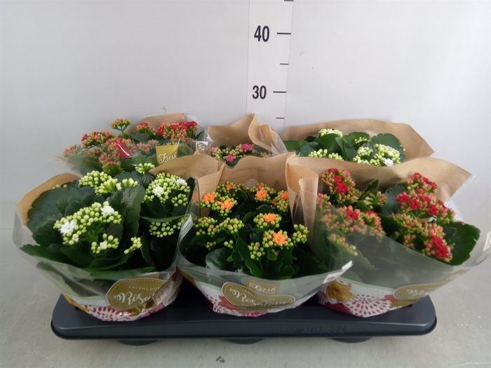 <h4>Kalanchoe blos. 'Rosalina'  ..mix 4</h4>