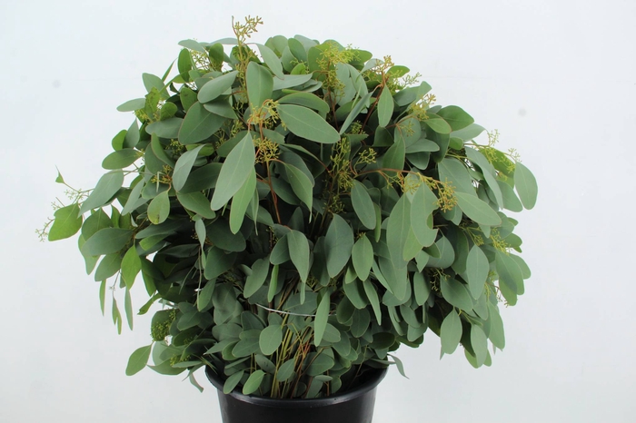 <h4>EUC POPULUS BERRY</h4>