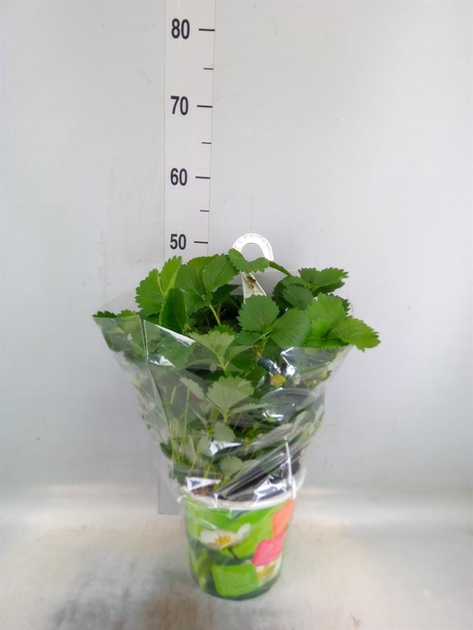 <h4>Fragaria   ...</h4>