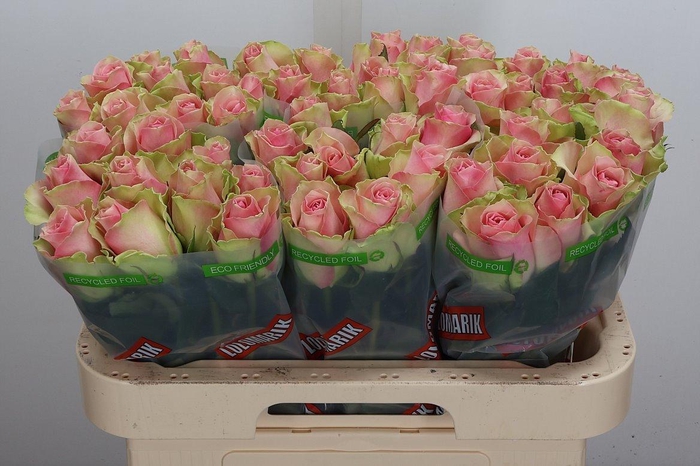 <h4>R Gr Belle Rose</h4>