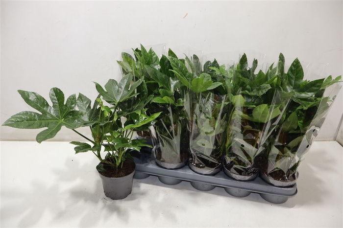 <h4>Fatsia Ov</h4>