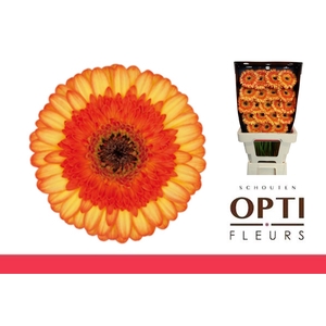 GE MI COLORI-Diamond*40